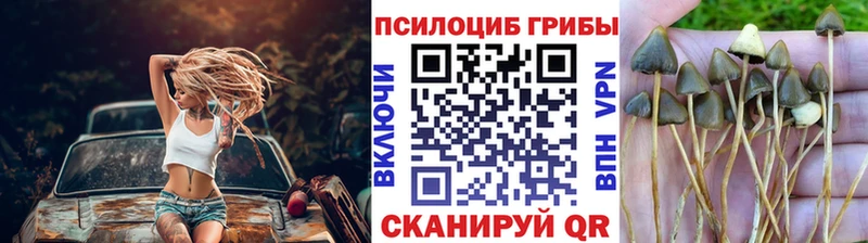 Псилоцибиновые грибы Psilocybe Железногорск-Илимский